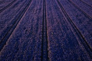 Lavendar Farm Lavendar Farm