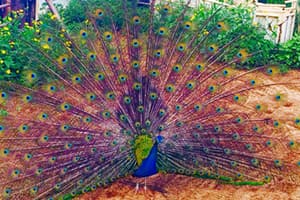 Mendes Ranch & Trail Rides Mendes Ranch & Trail Rides