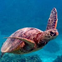 Hawaiian green sea turtle Hawaiian green sea turtle