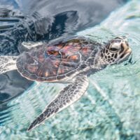 Hawaiian green sea turtle Hawaiian green sea turtle