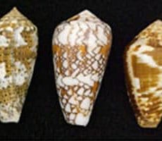 Cone Snail Cone Snail