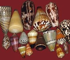 Cone Snail Cone Snail