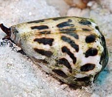 Cone Snail Cone Snail