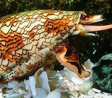 Cone Snail Cone Snail