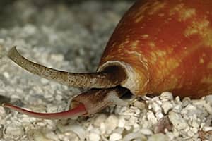Cone Snail Cone Snail