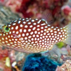 Hawaiian white spotted toby Hawaiian white spotted toby