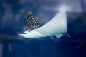 Hawaiian spotted eagle ray Hawaiian spotted eagle ray