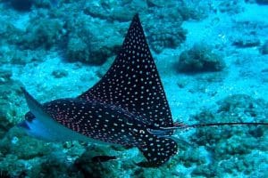Hawaiian spotted eagle ray Hawaiian spotted eagle ray