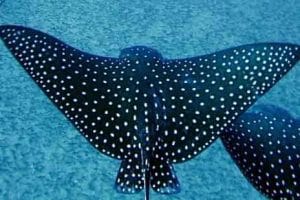 Hawaiian spotted eagle ray Hawaiian spotted eagle ray