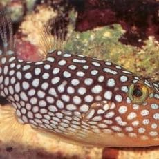 Hawaiian white spotted toby Hawaiian white spotted toby