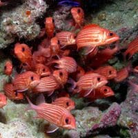 Hawaiian squirrelfish Hawaiian squirrelfish