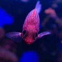 Hawaiian squirrelfish Hawaiian squirrelfish