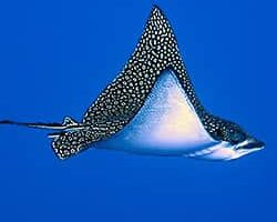 Hawaiian spotted eagle ray Hawaiian spotted eagle ray