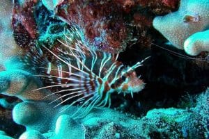 Hawaiian turkey fish Hawaiian turkey fish