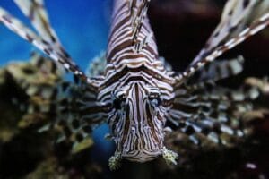 Hawaiian turkey fish Hawaiian turkey fish