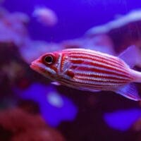 Hawaiian squirrelfish Hawaiian squirrelfish