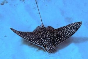 Hawaiian spotted eagle ray Hawaiian spotted eagle ray