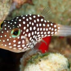 OLYMPUS DIGITAL CAMERA Hawaiian white spotted toby