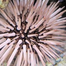 Sea Urchin Sea Urchin