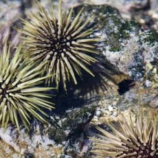 Sea Urchin Sea Urchin