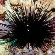 Sea Urchin Sea Urchin