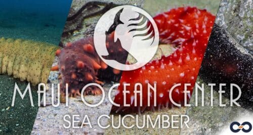 Sea Cucumber