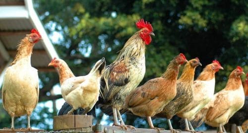 Chickens of the island Chickens of the island