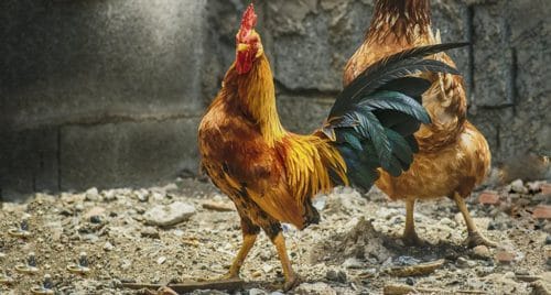 Chickens of the island Chickens of the island