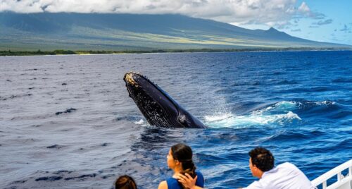 Maui Whale Watching Maui Whale Watching